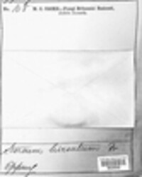 Stereum hirsutum image